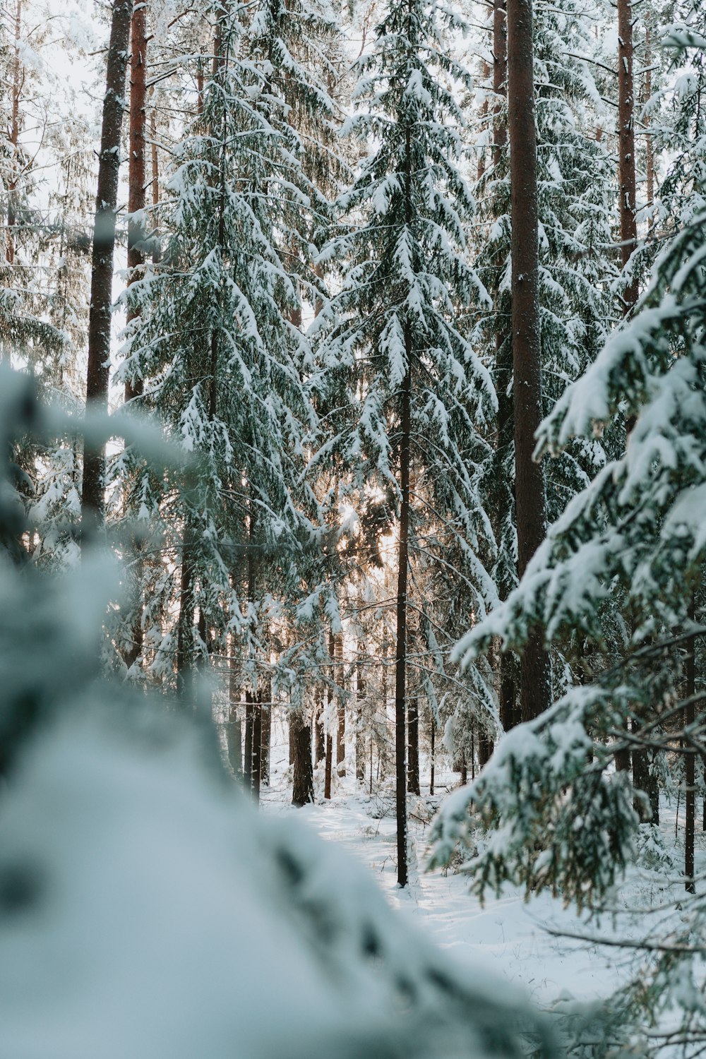 snow covered pine trees during daytime