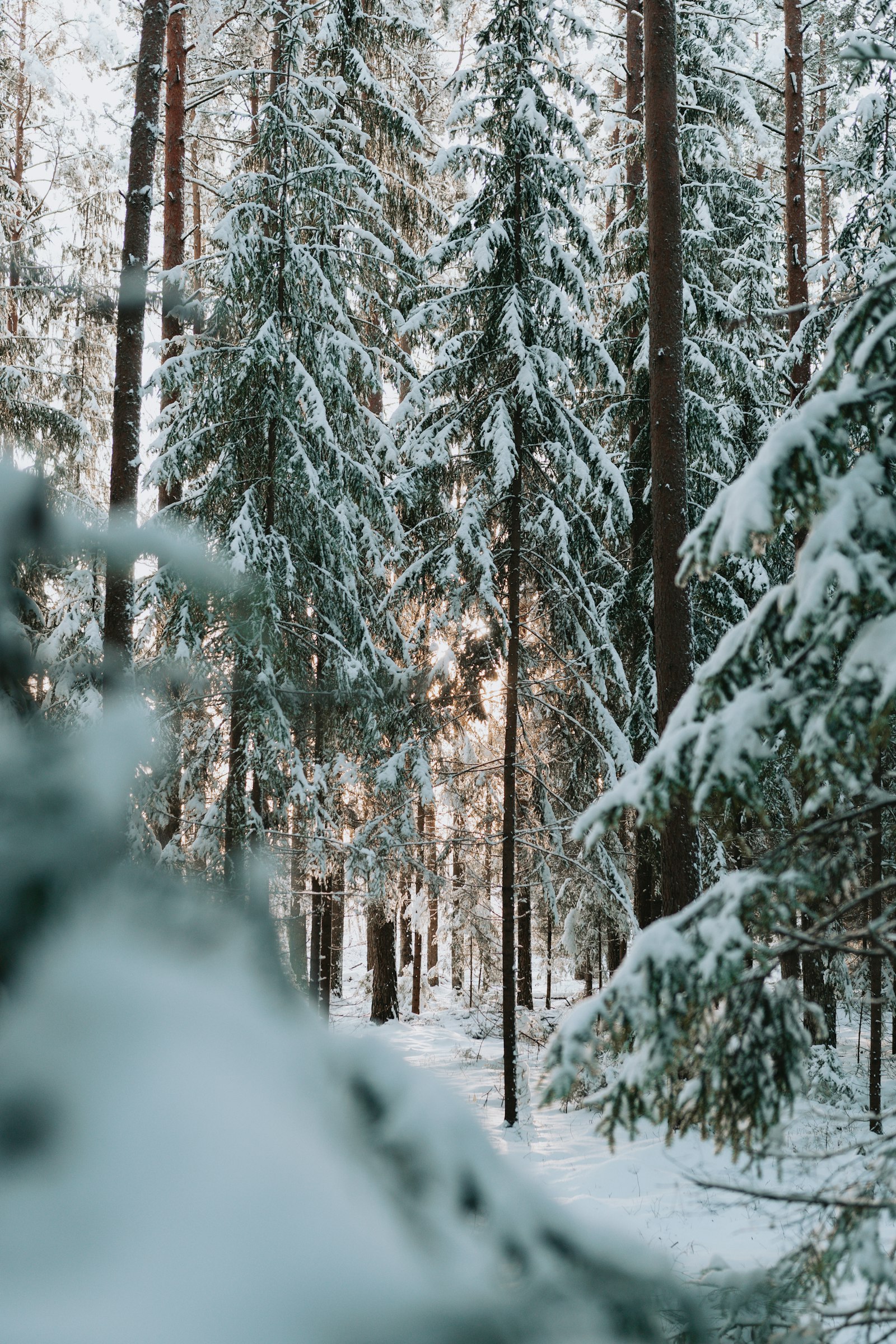 Nikon D7500 + Sigma 18-35mm F1.8 DC HSM Art sample photo. Snow covered pine trees photography