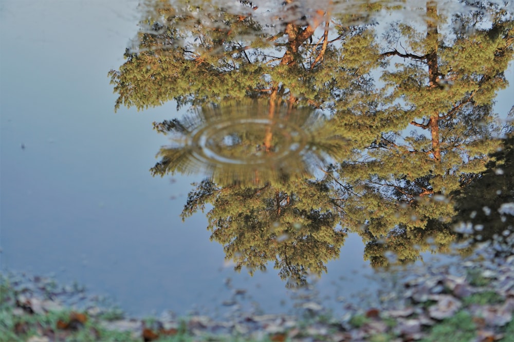 green and brown leaves on water