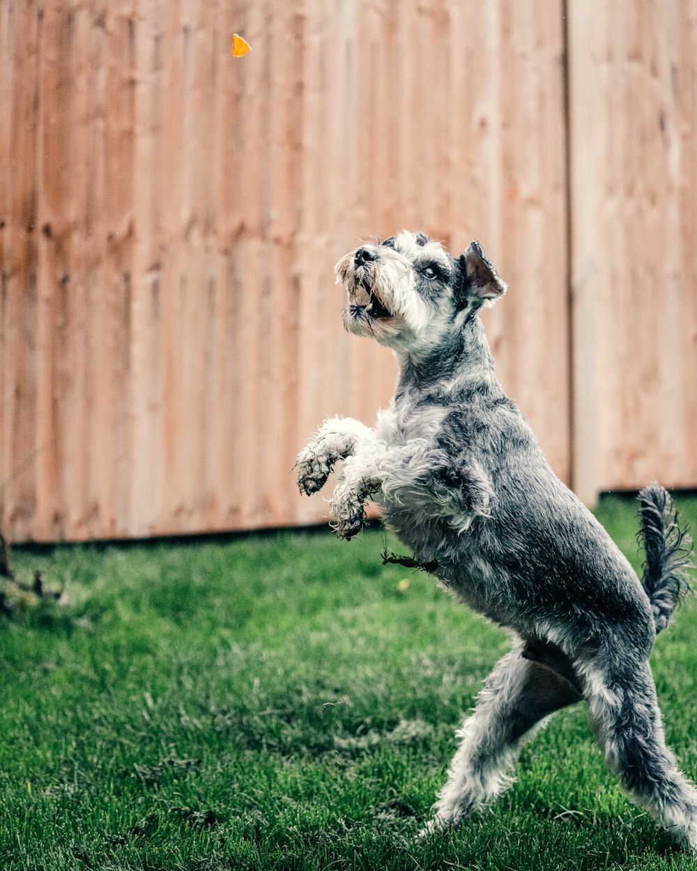 white and black long coat small dog on green grass field during daytime