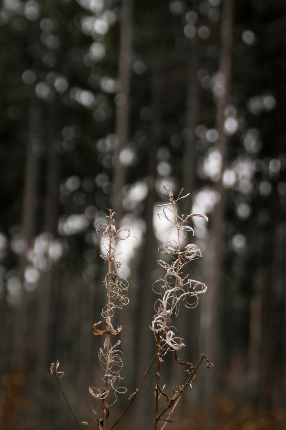 brown plant in tilt shift lens