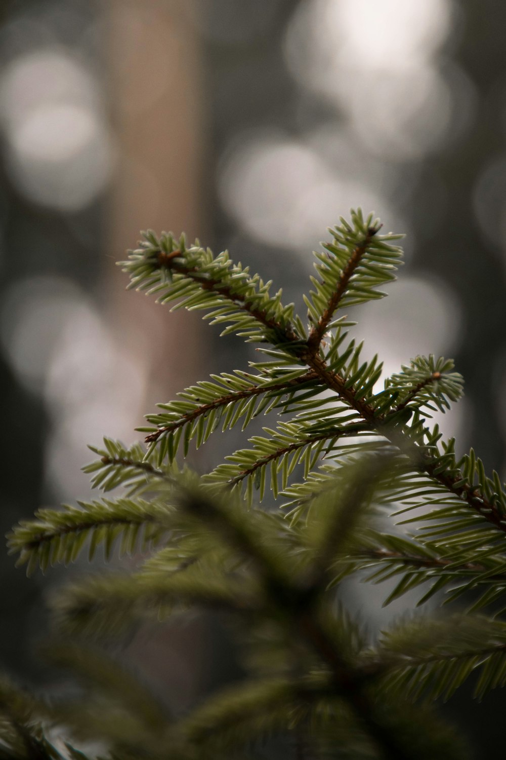 green pine tree in close up photography