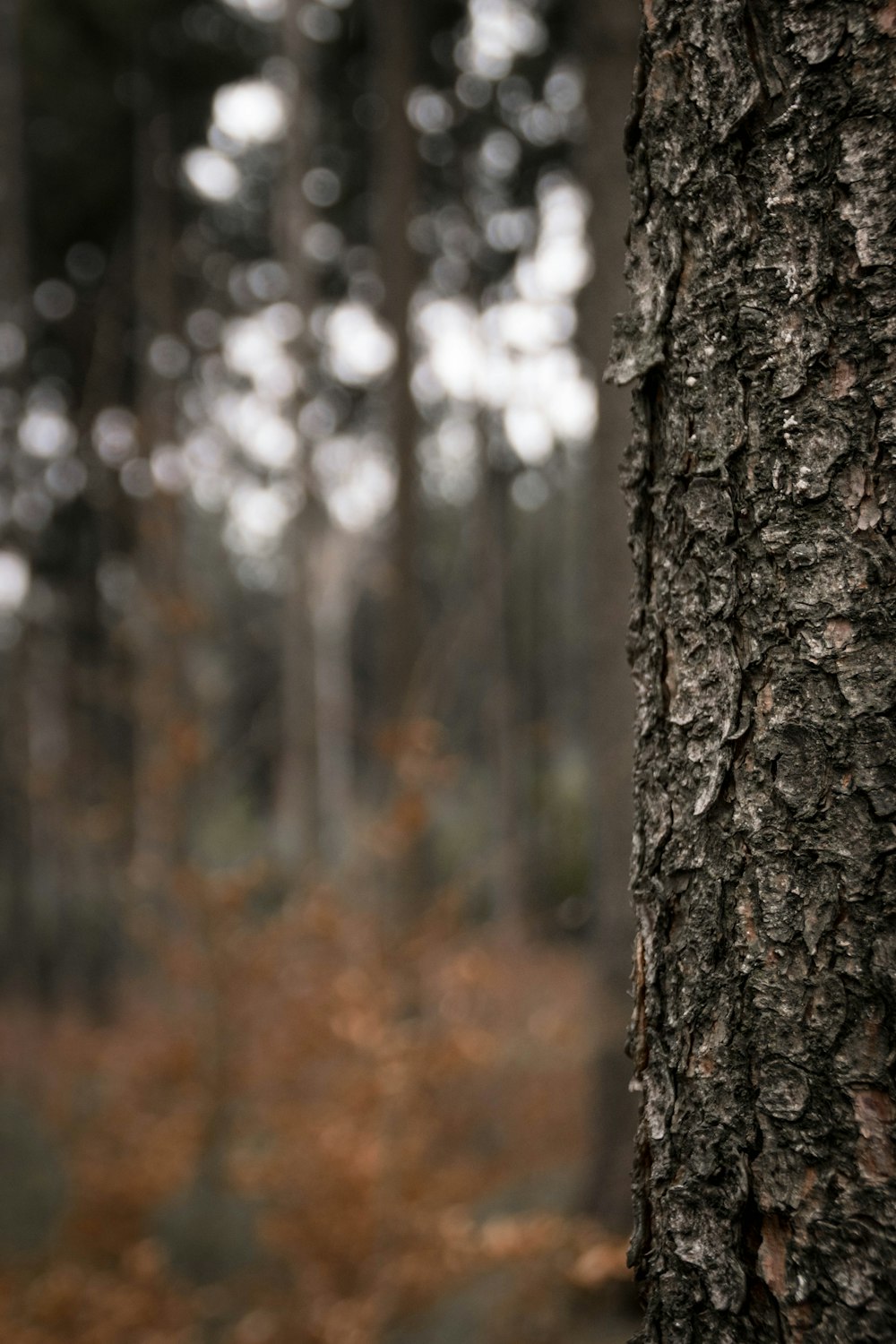 brown tree trunk in tilt shift lens