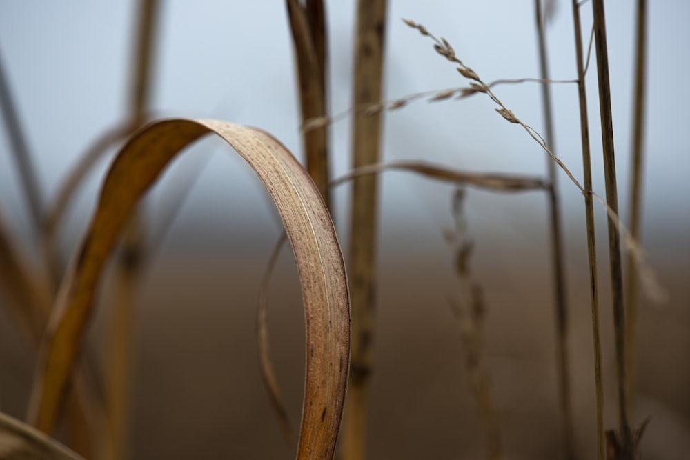 Hierba marrón en lente de cambio de inclinación