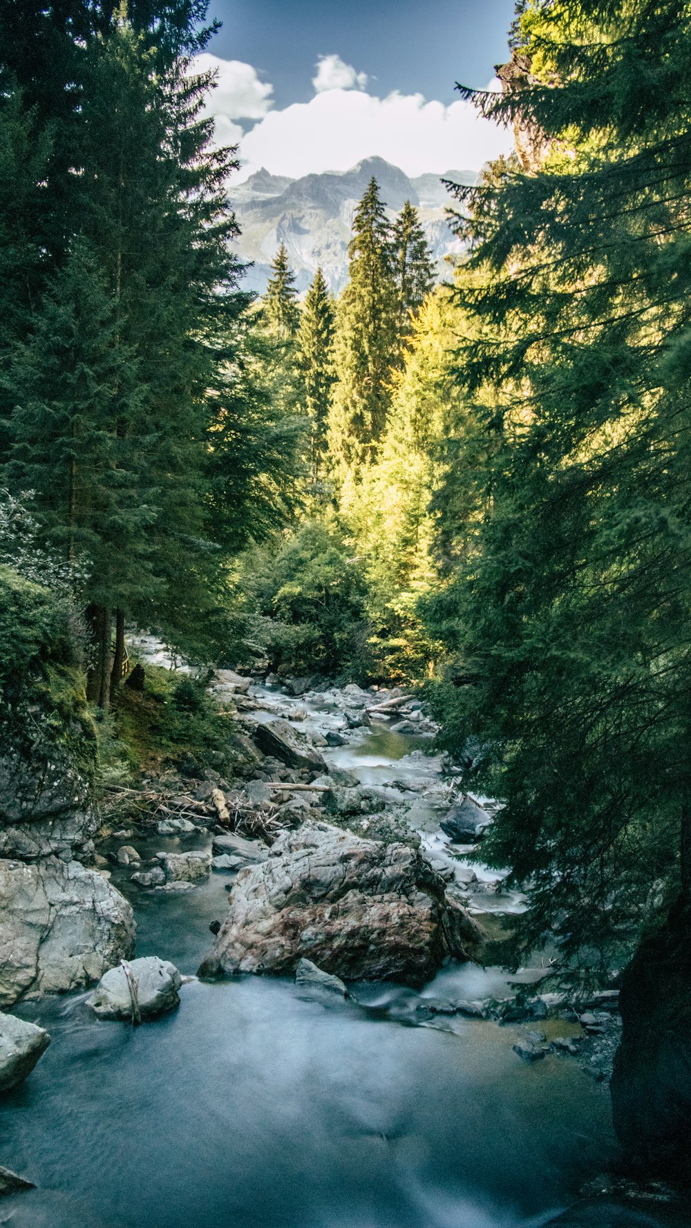 green trees beside river during daytime