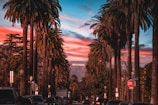 people sitting on chairs near palm trees during night time