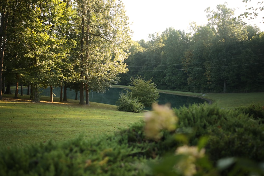 green grass field with trees