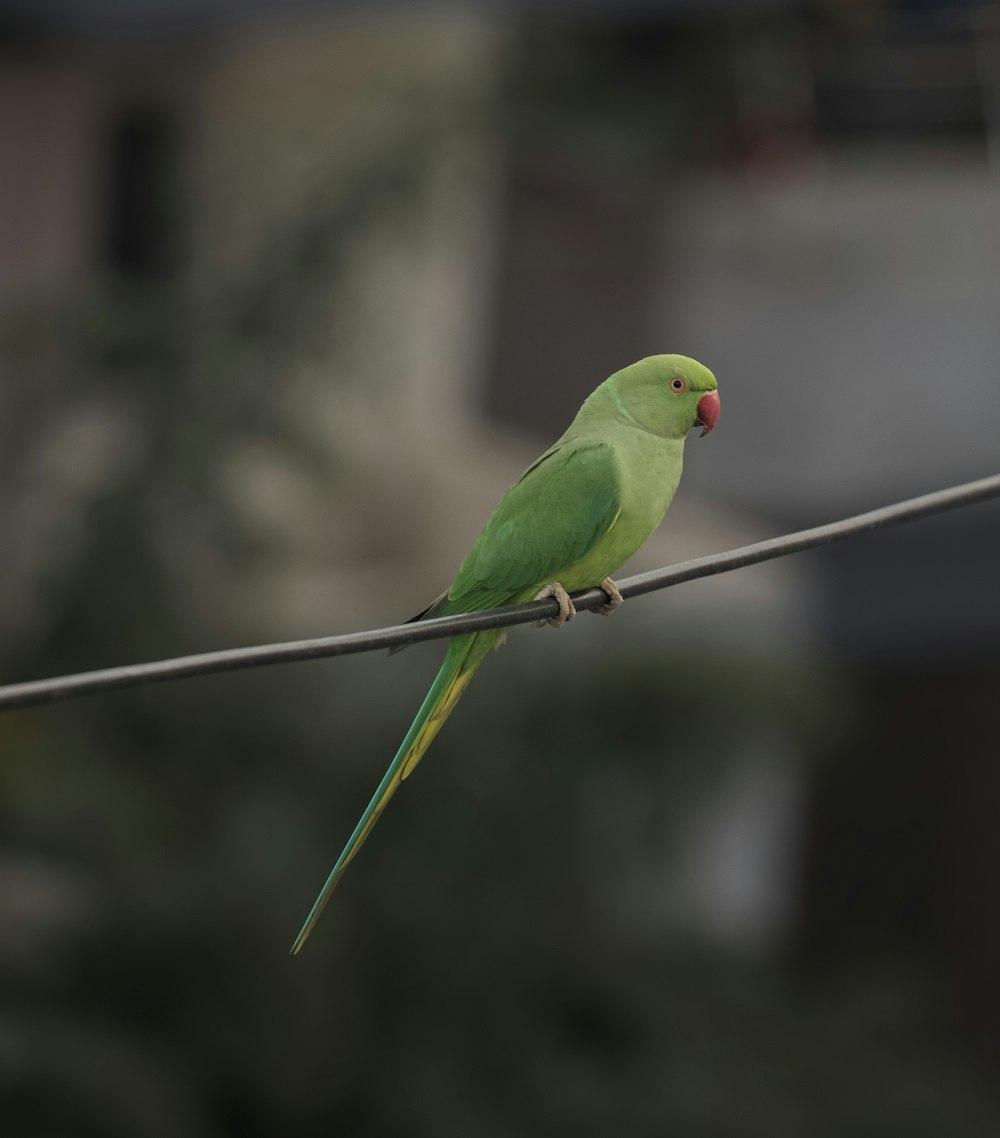 green bird on black wire