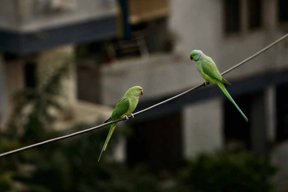 green bird on white wire