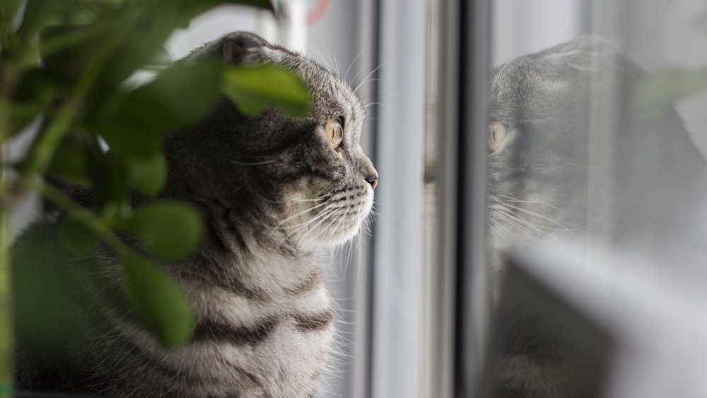 silver tabby cat looking out the window