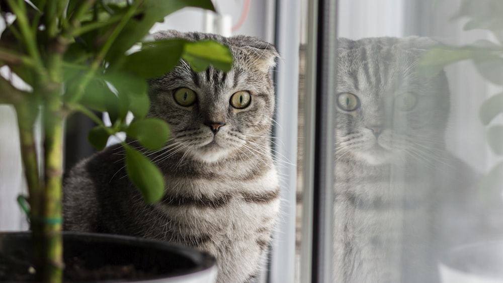 silver tabby cat looking out the window