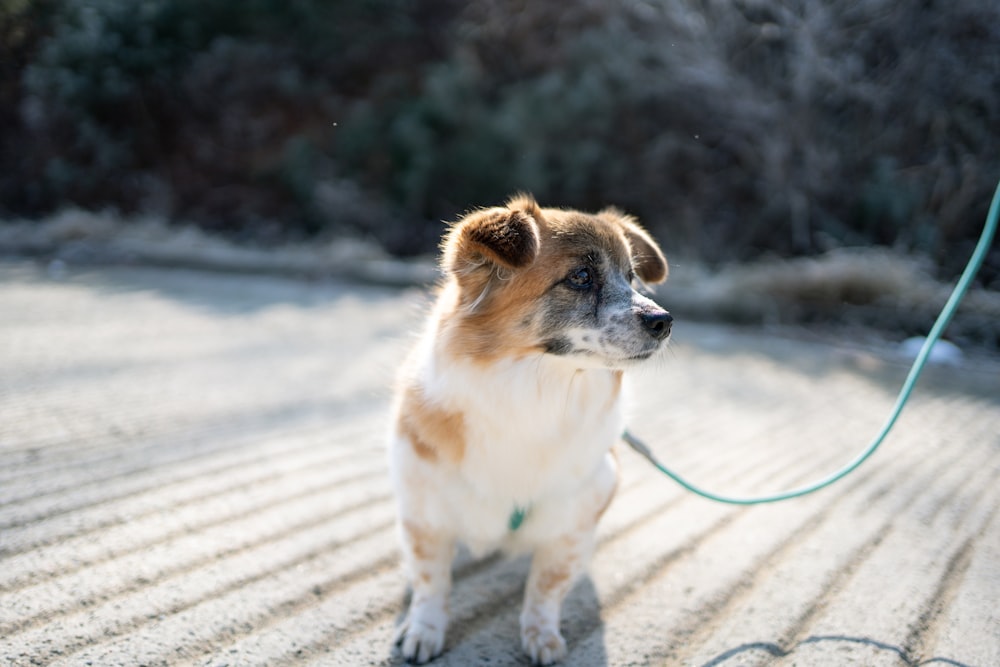 white and brown short coated dog on gray sand during daytime