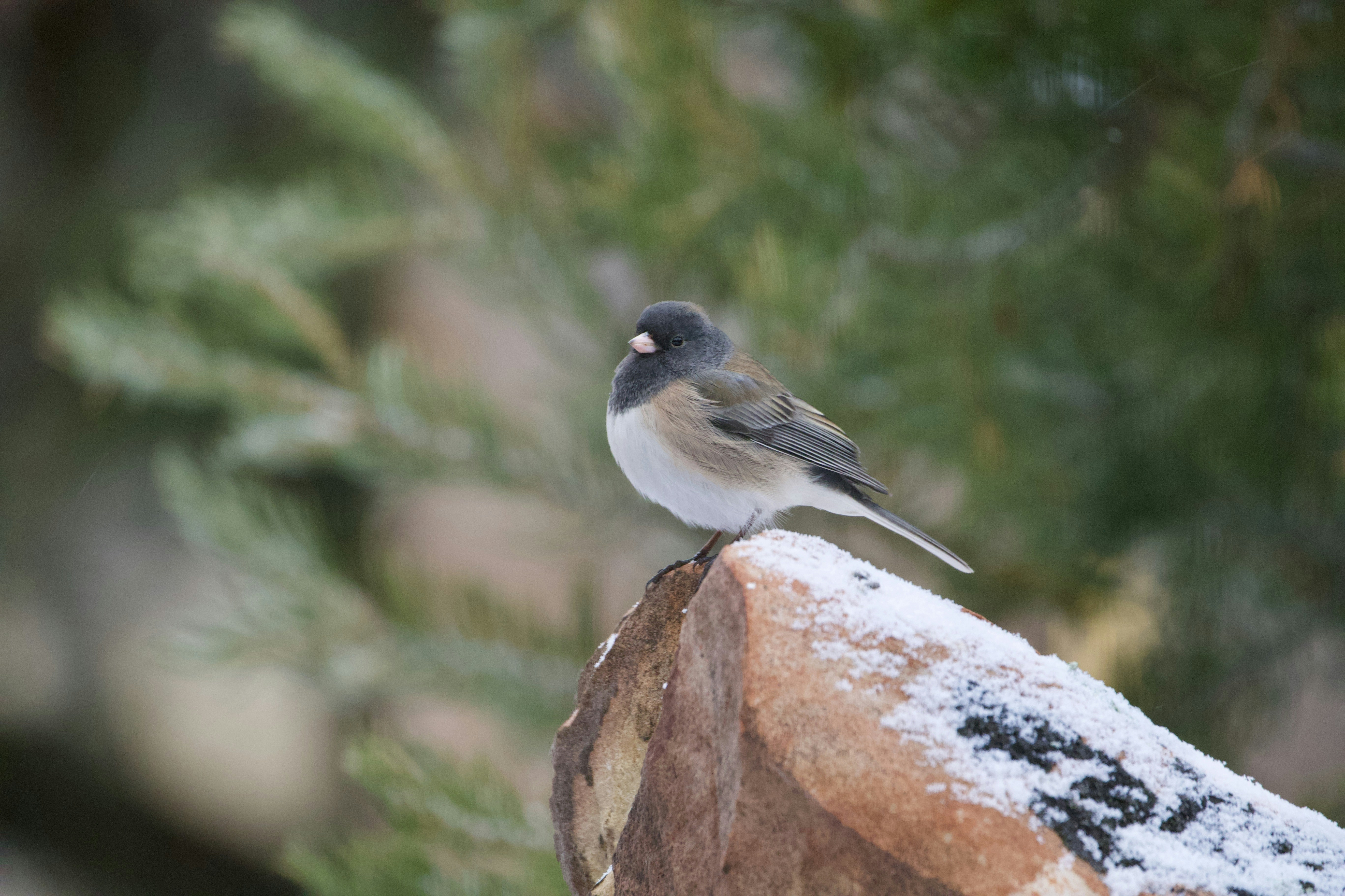 oiseau gris et blanc sur roche brune