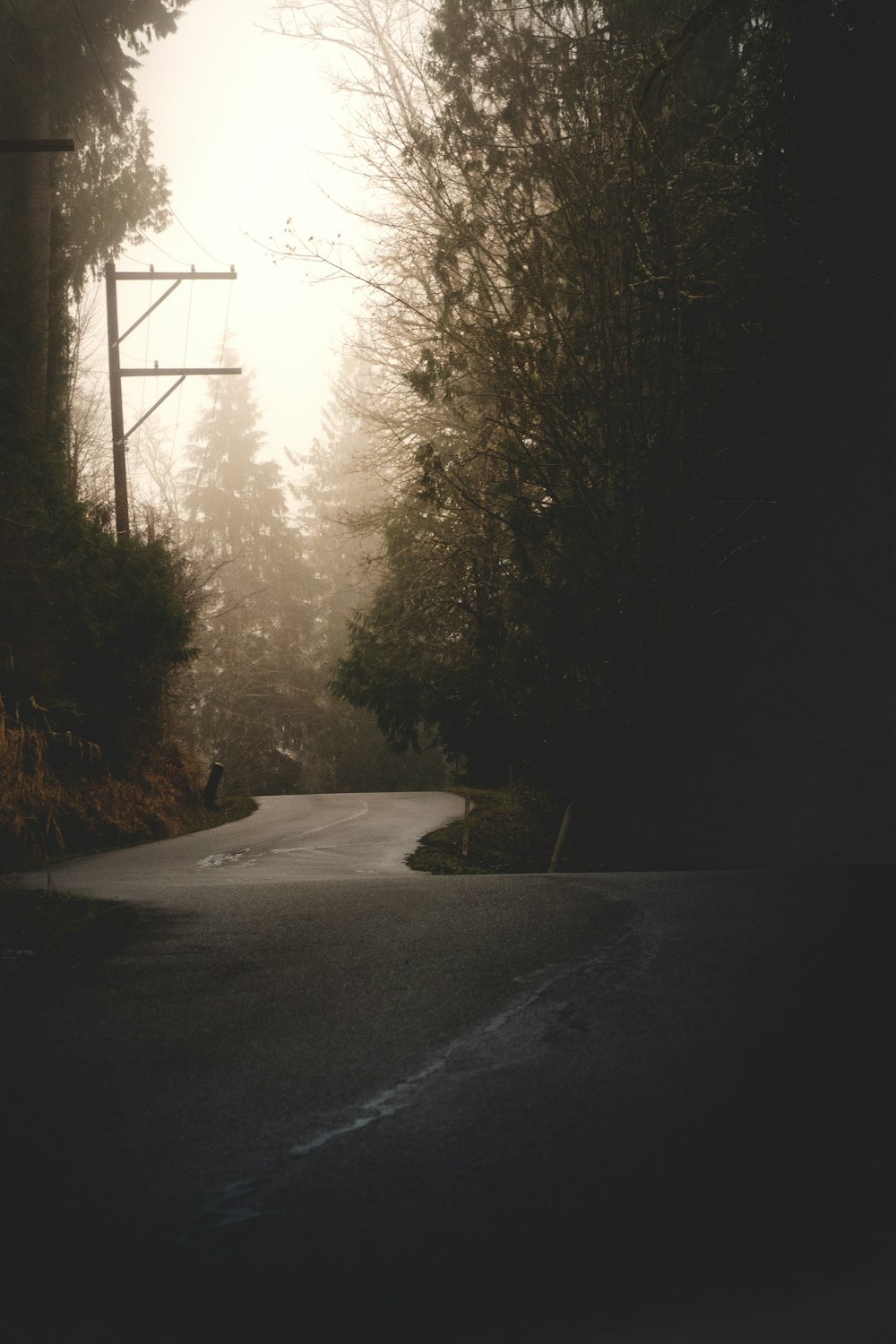 gray road between trees during daytime