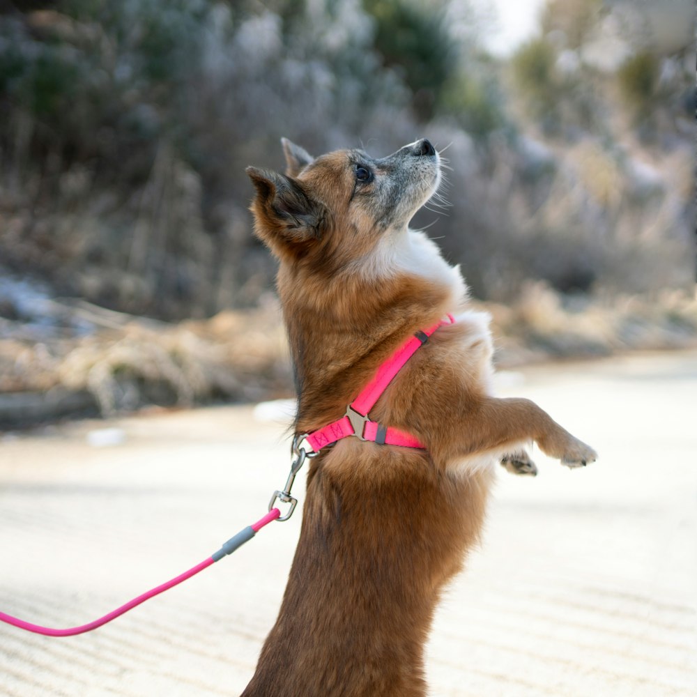 a brown dog wearing a pink harness on it's back