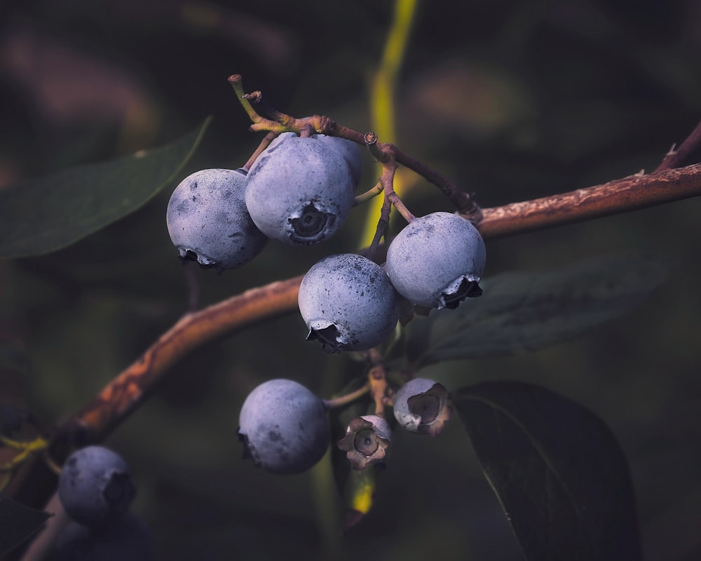 close up photo of black round fruits