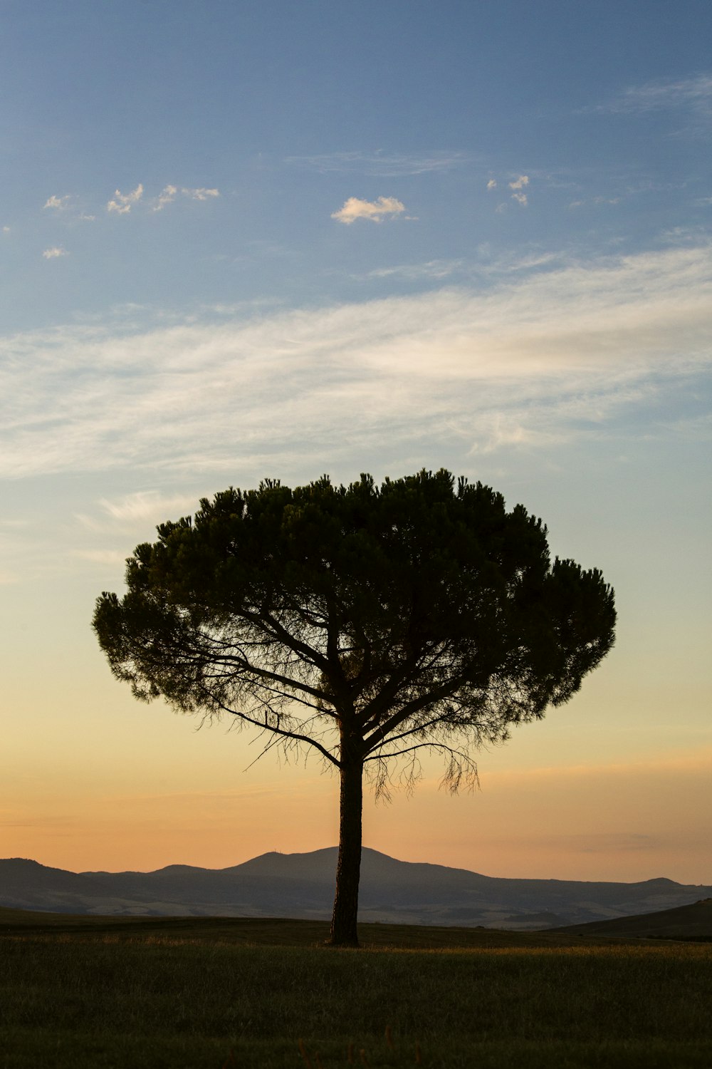 tree under blue sky during daytime