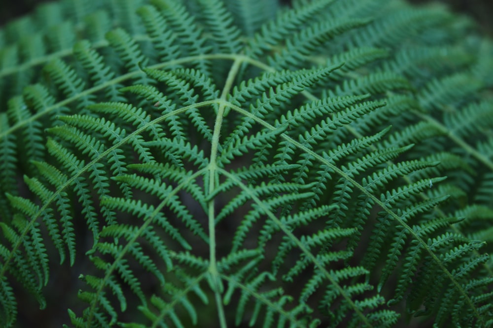 Planta de helecho verde en fotografía de primer plano