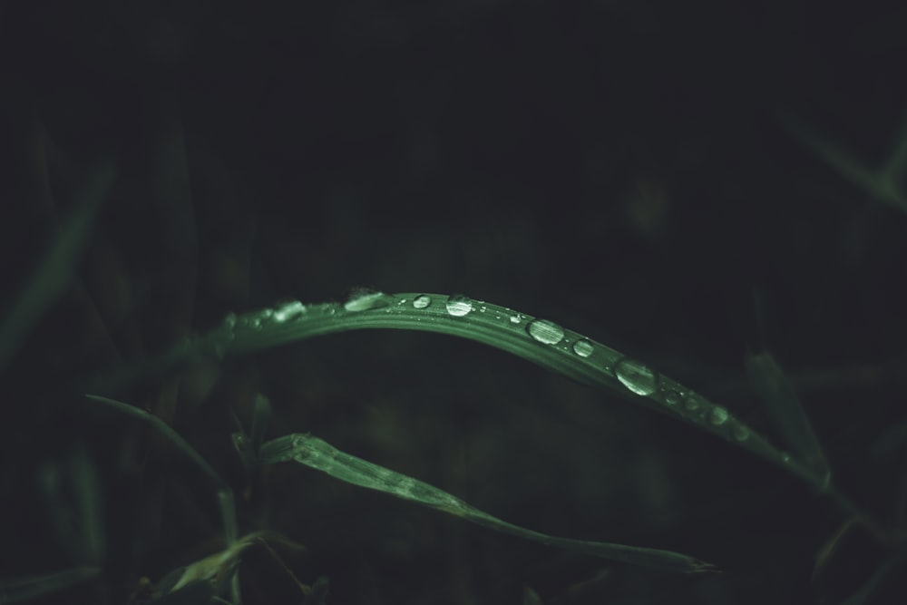water droplets on green plant