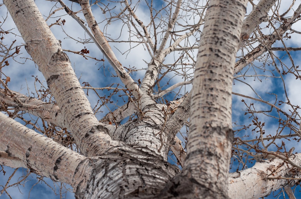 brown tree trunk during daytime