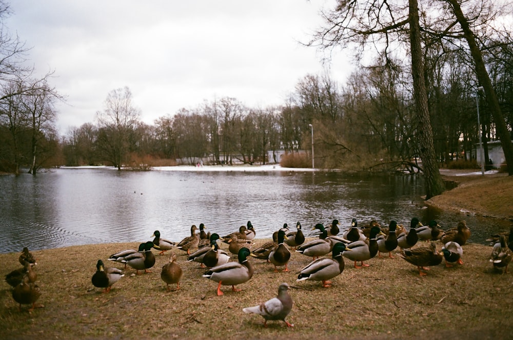 flock of geese on water