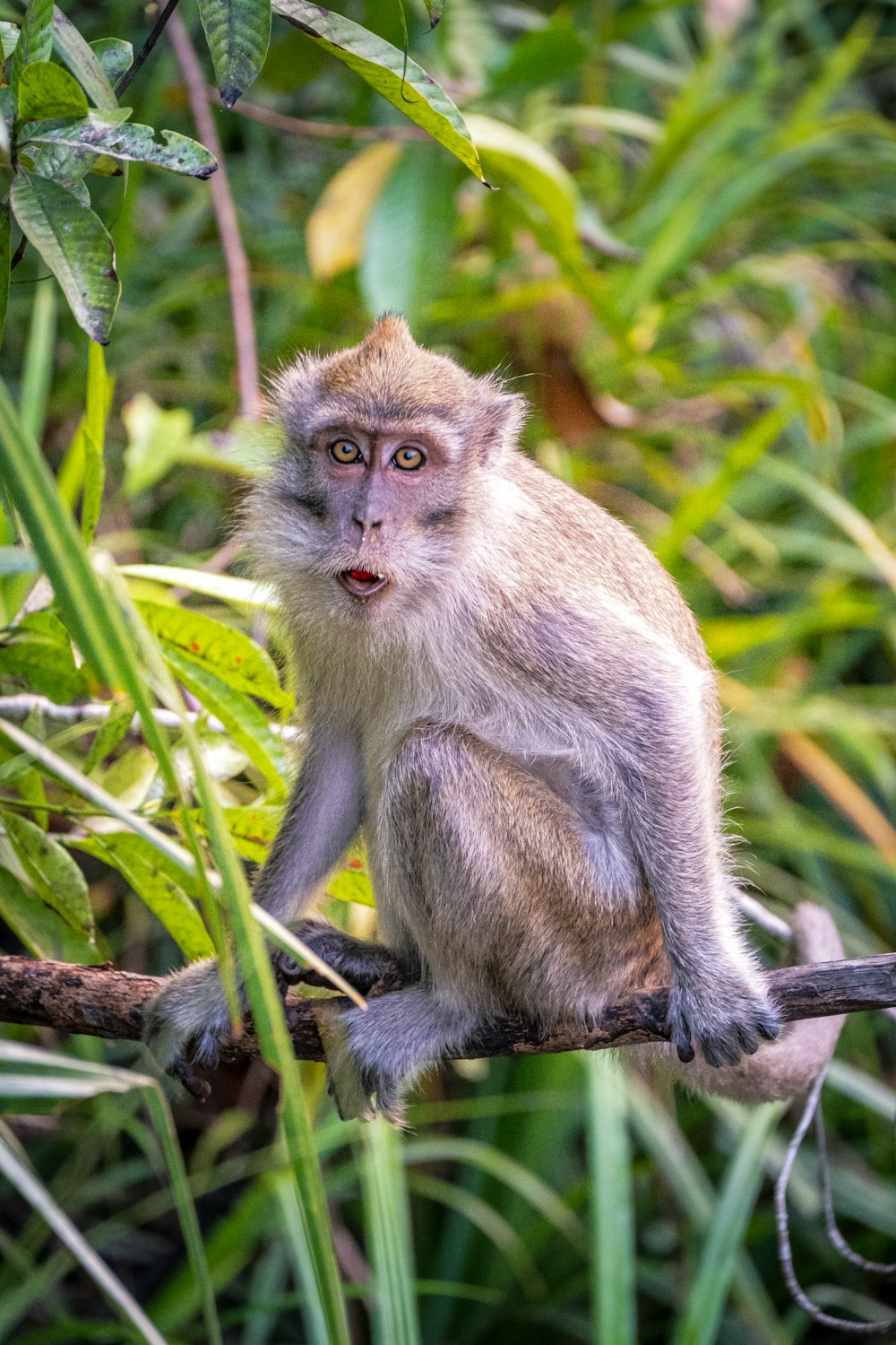 brown monkey on tree branch during daytime