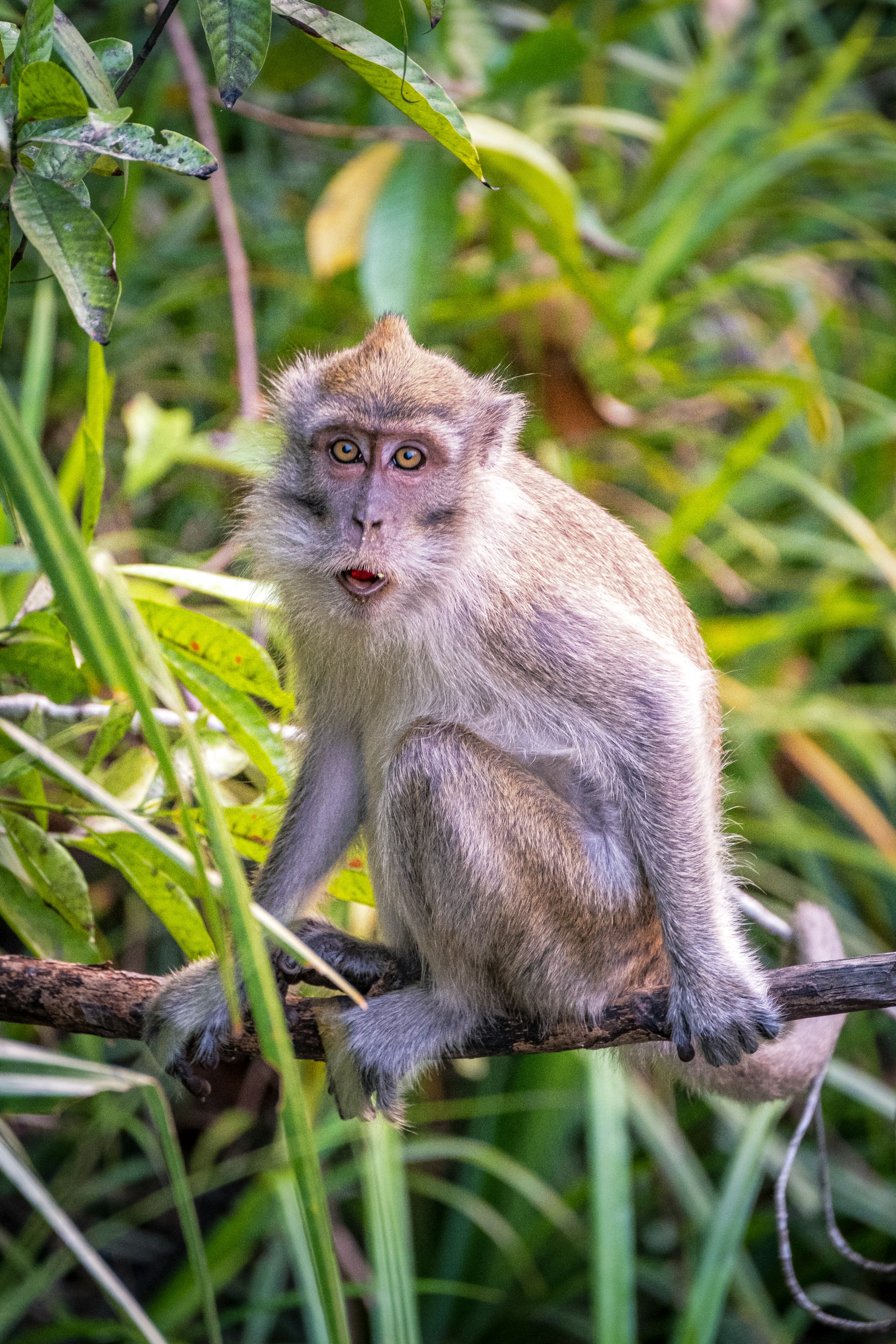 Long-tailed macaque