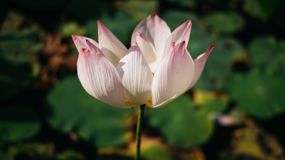 white and pink lotus flower in bloom during daytime