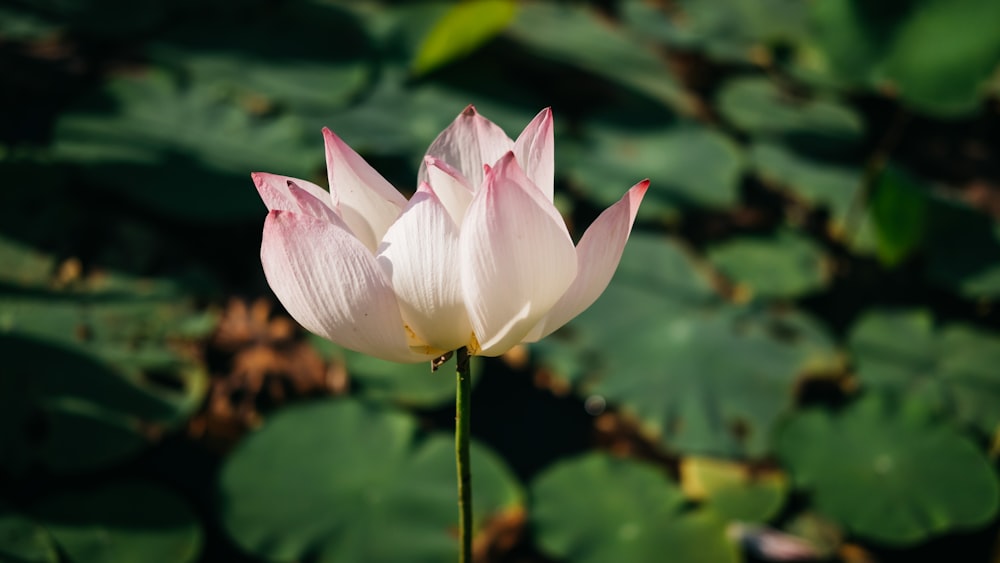 Weiße und rosa Lotusblume blüht tagsüber