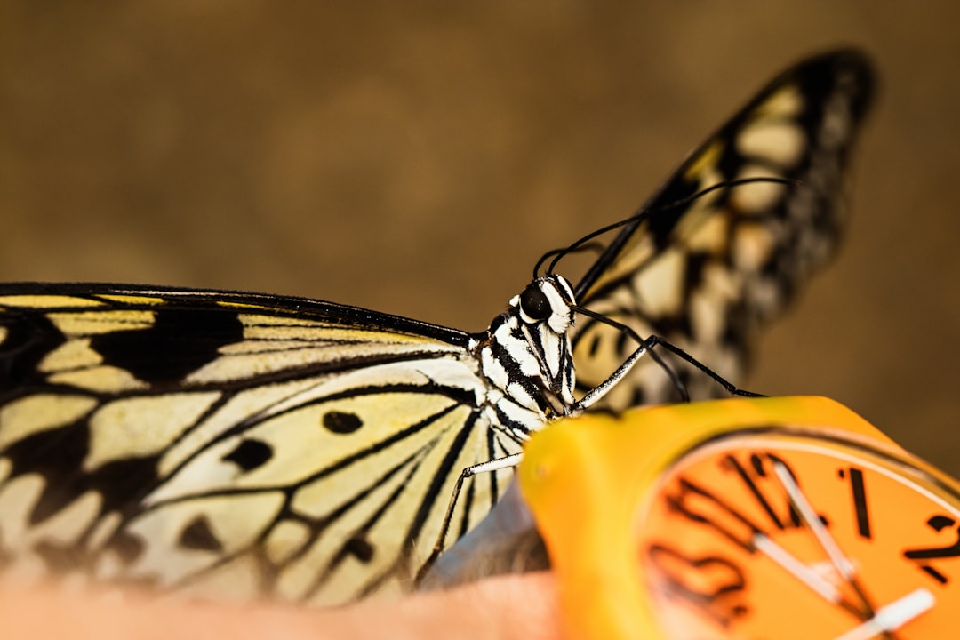 black and white butterfly on persons hand