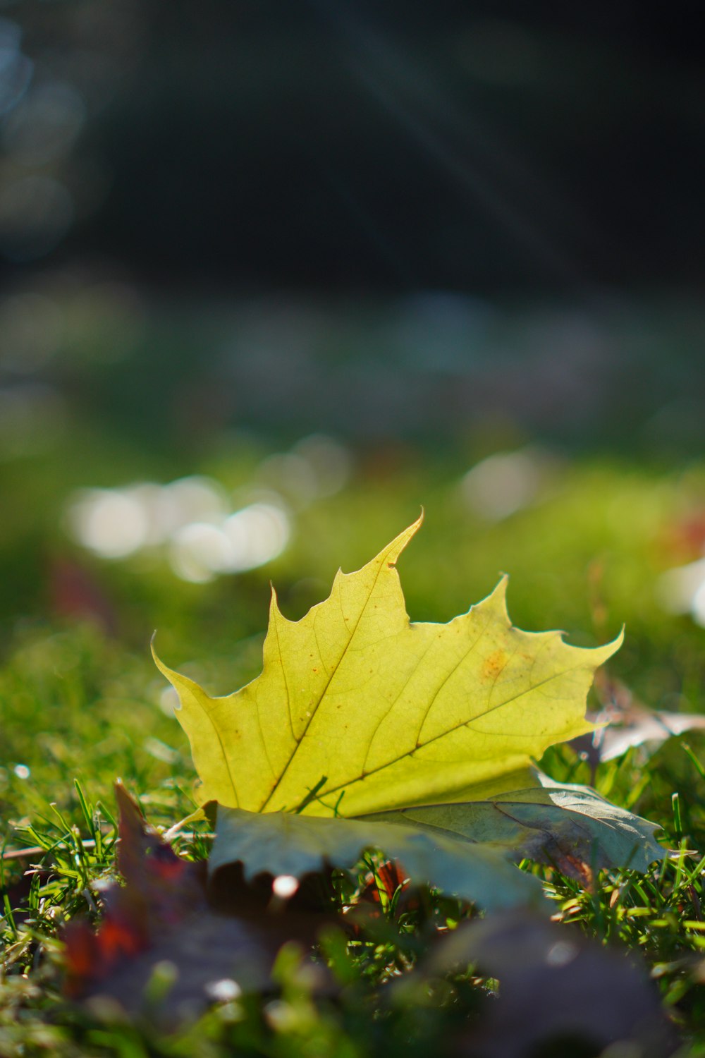 a yellow leaf laying on top of a lush green field