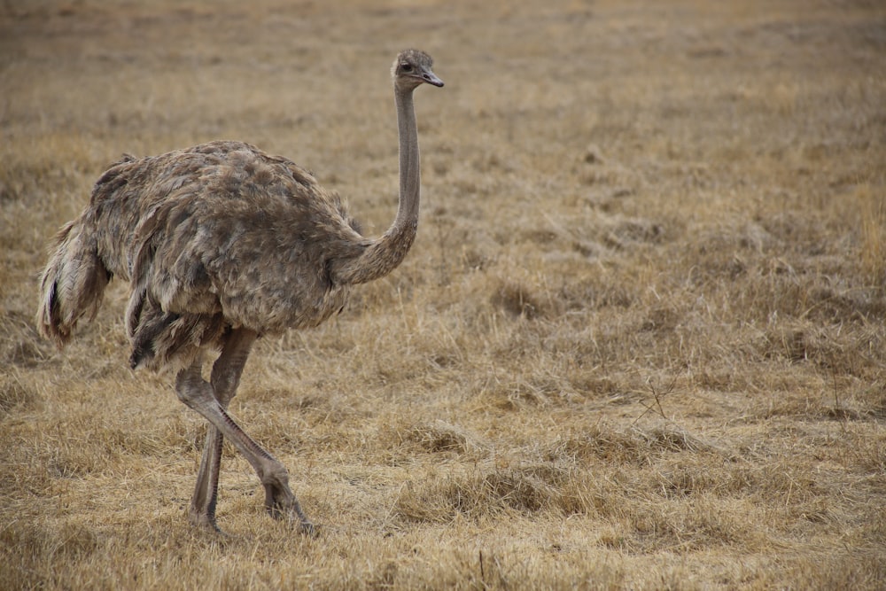 ostrich on brown grass field during daytime