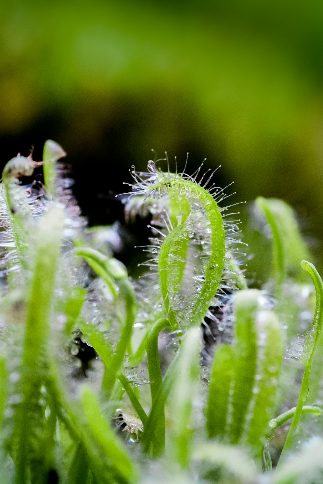 green plant in macro lens