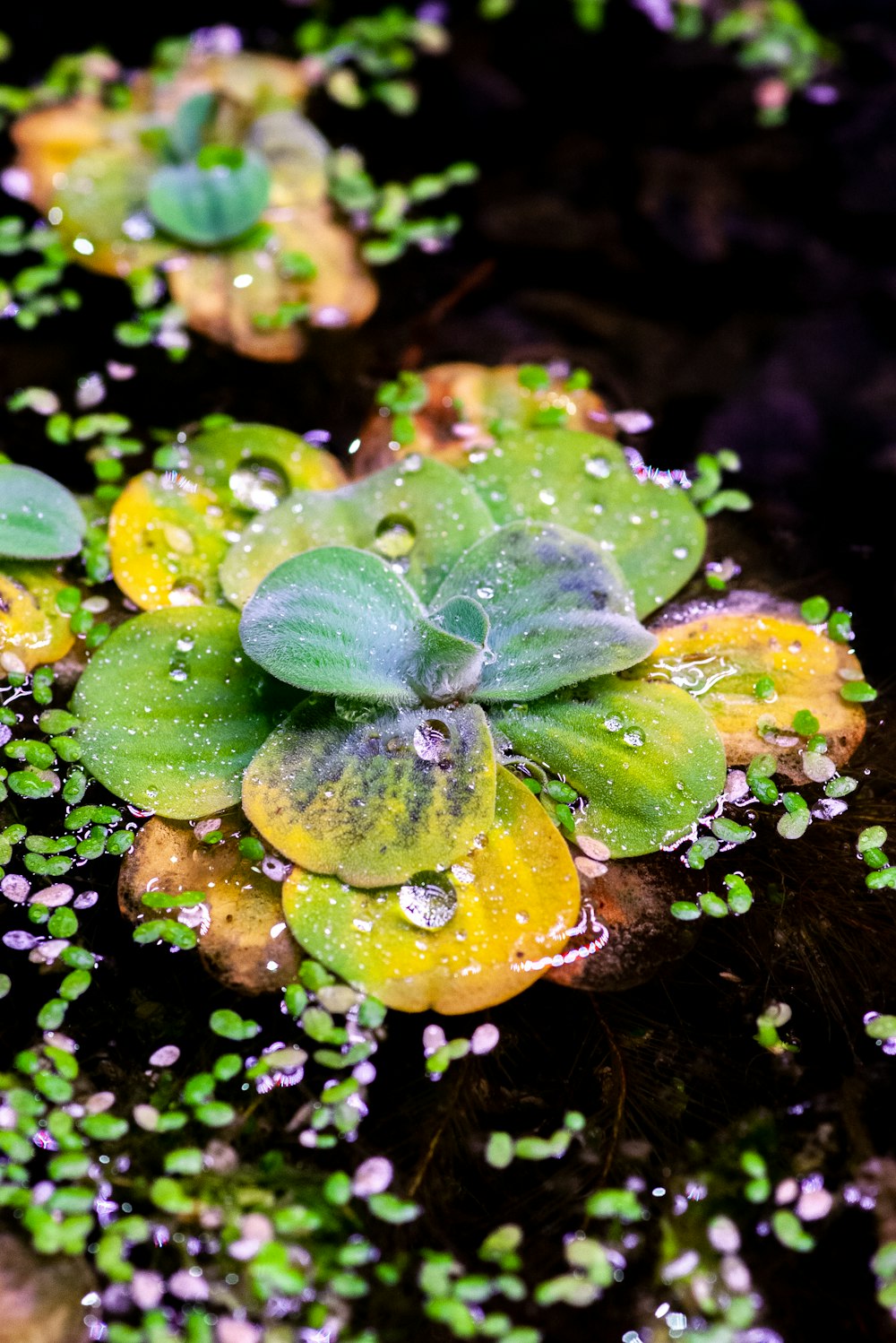 水滴のある緑の植物