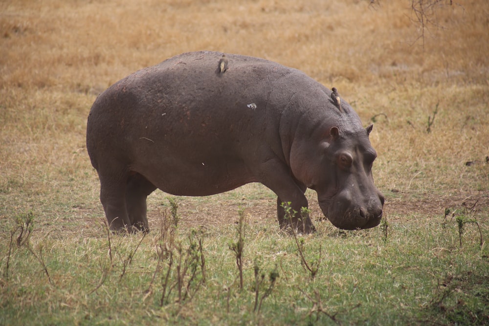 black rhinoceros on green grass field during daytime