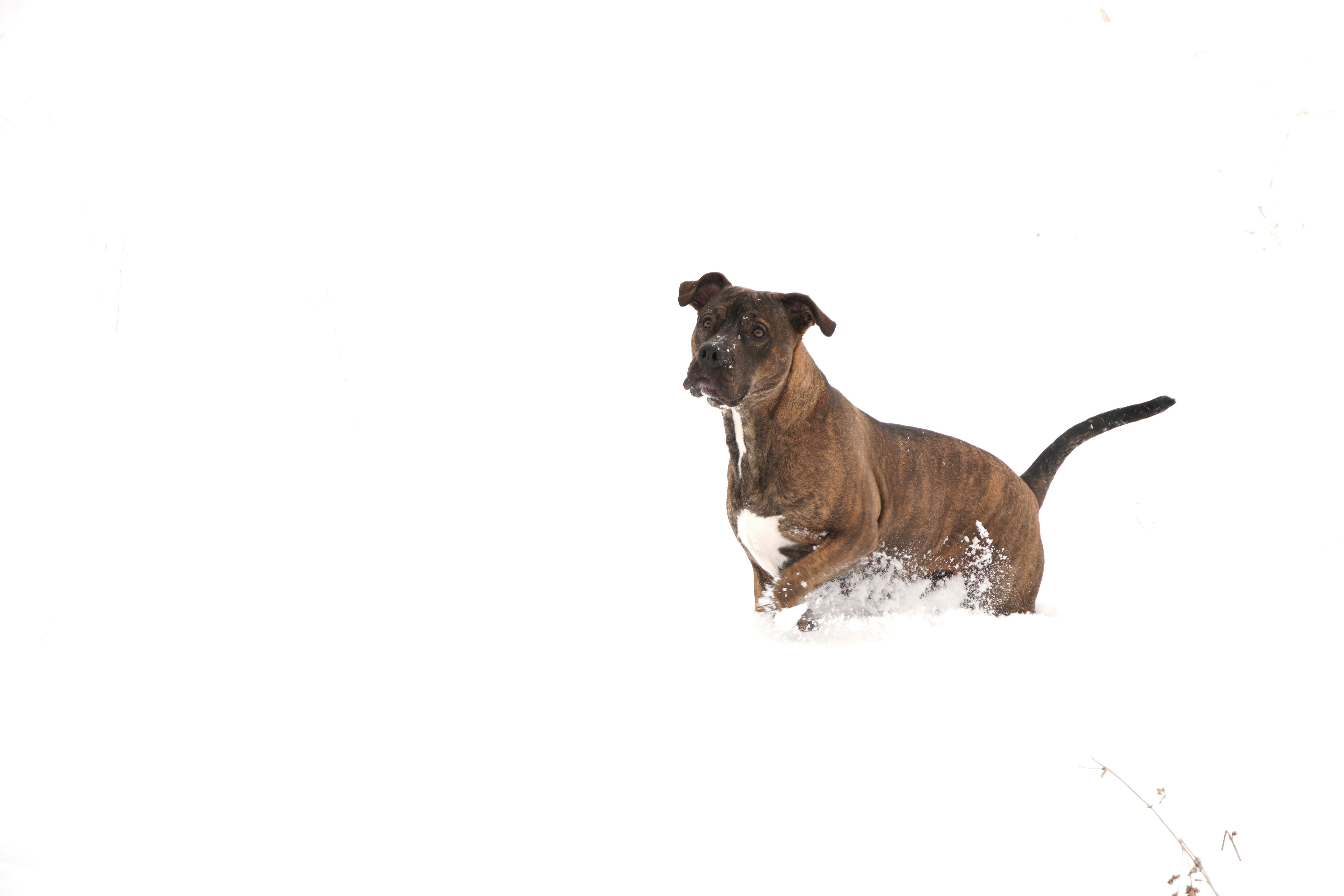 Un perro corriendo por la nieve en un campo