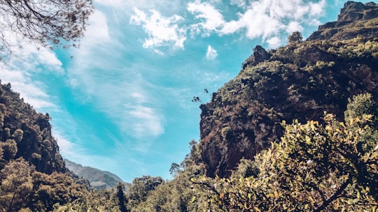 green trees on mountain under blue sky during daytime in Chefchaouen Morocco