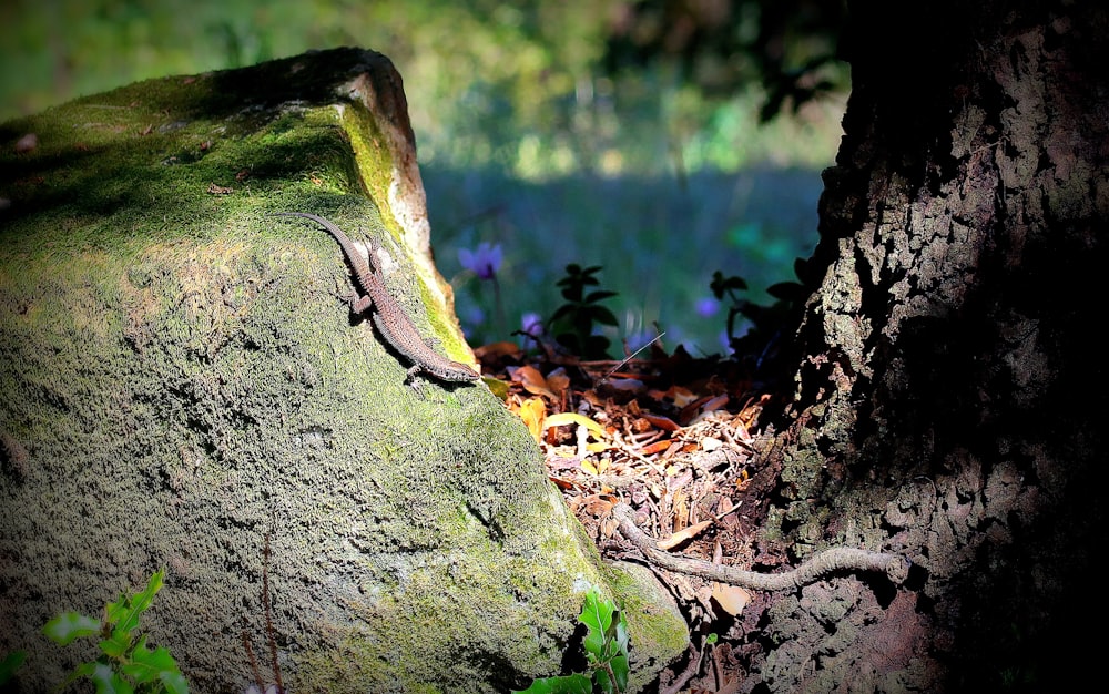 a mossy rock with a tree in the background