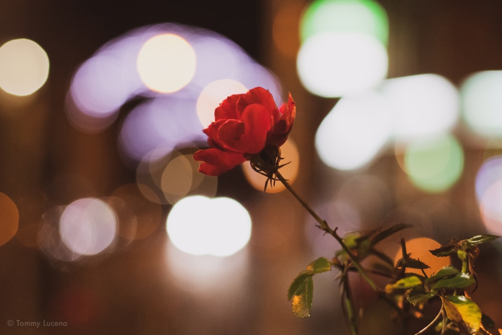 red rose in bokeh photography
