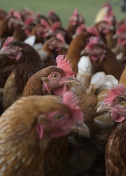 A dense gathering of brown hens with red combs, displaying curious and alert expressions. Their feathers vary slightly in shades of brown, with some having lighter patches. The birds are closely packed together, covering most of the frame.