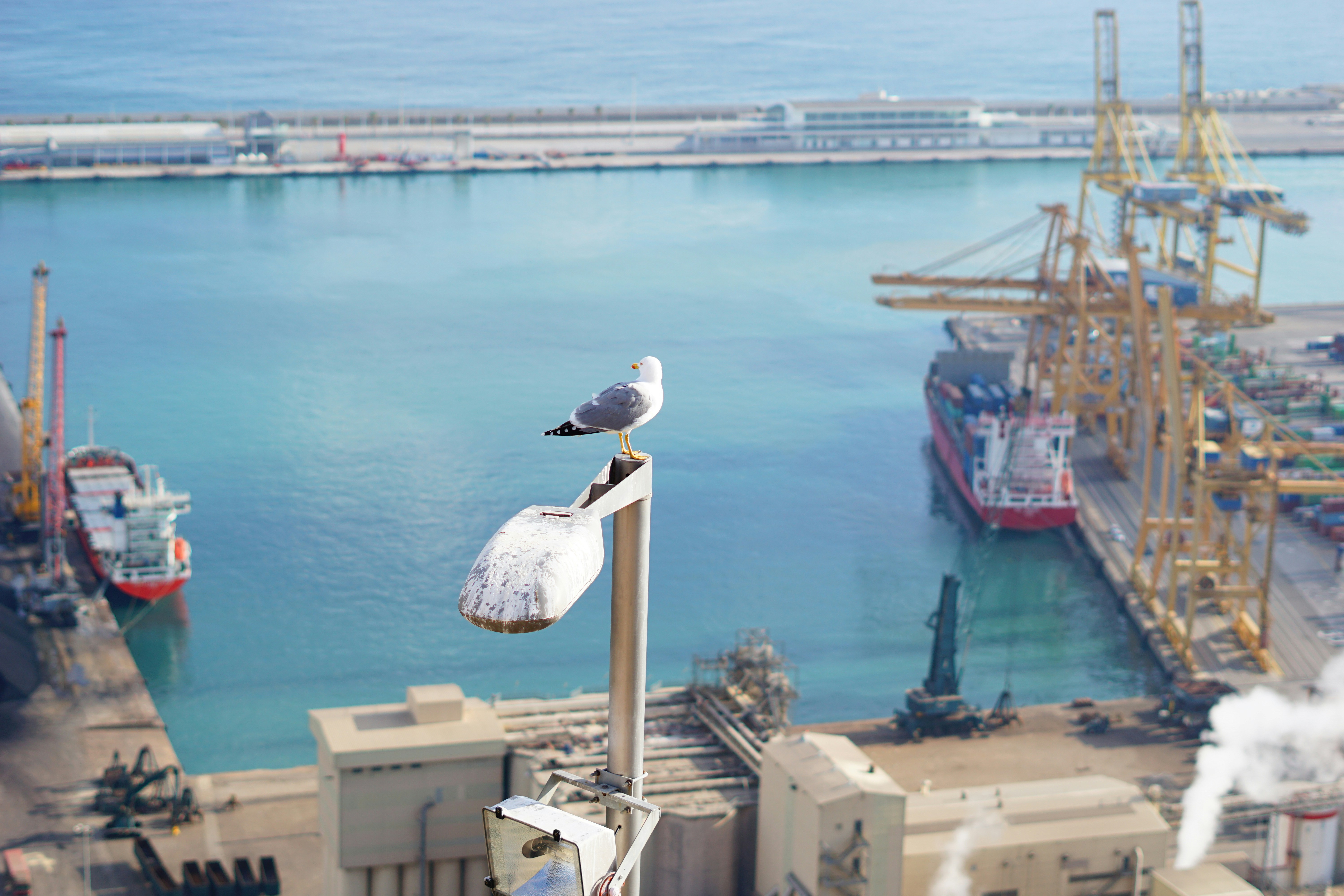 white and black bird on brown wooden post