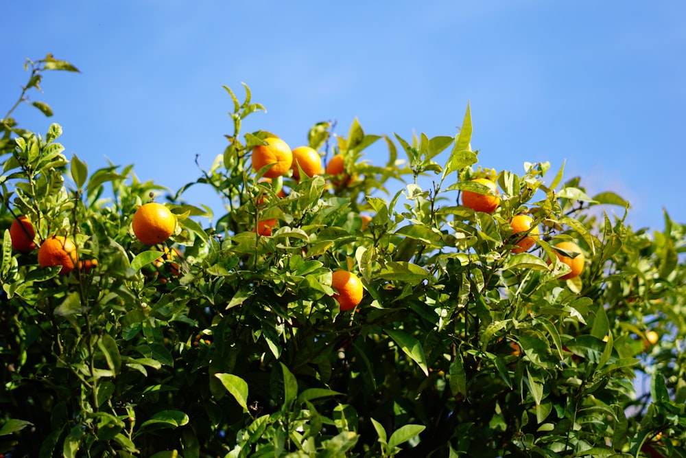 orange fruit on tree during daytime