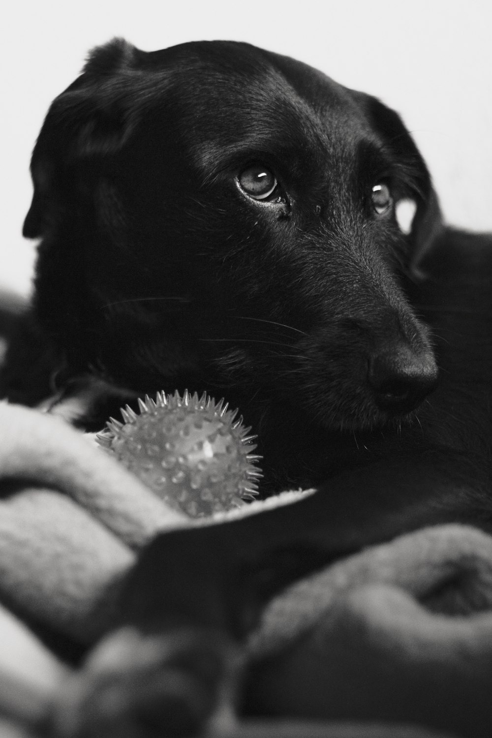 白い毛布で覆われた黒いラブラドールレトリバーの子犬の写真 Unsplashで見つける黒の無料写真
