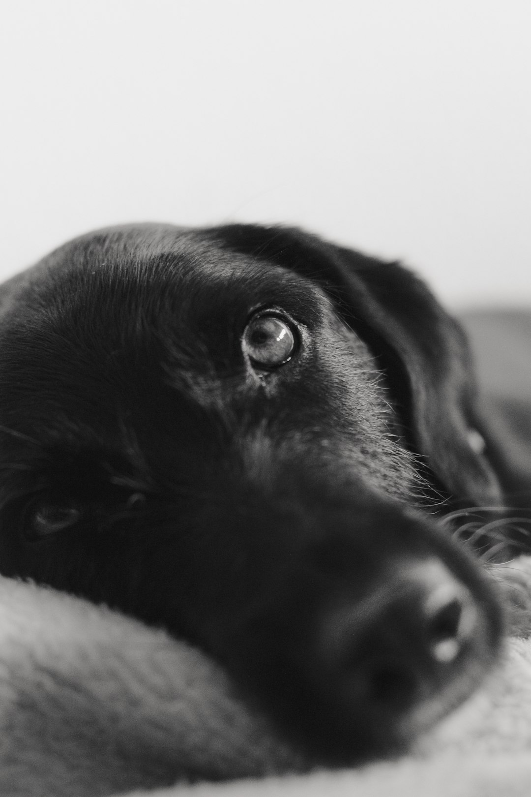 black short coated dog lying on white textile