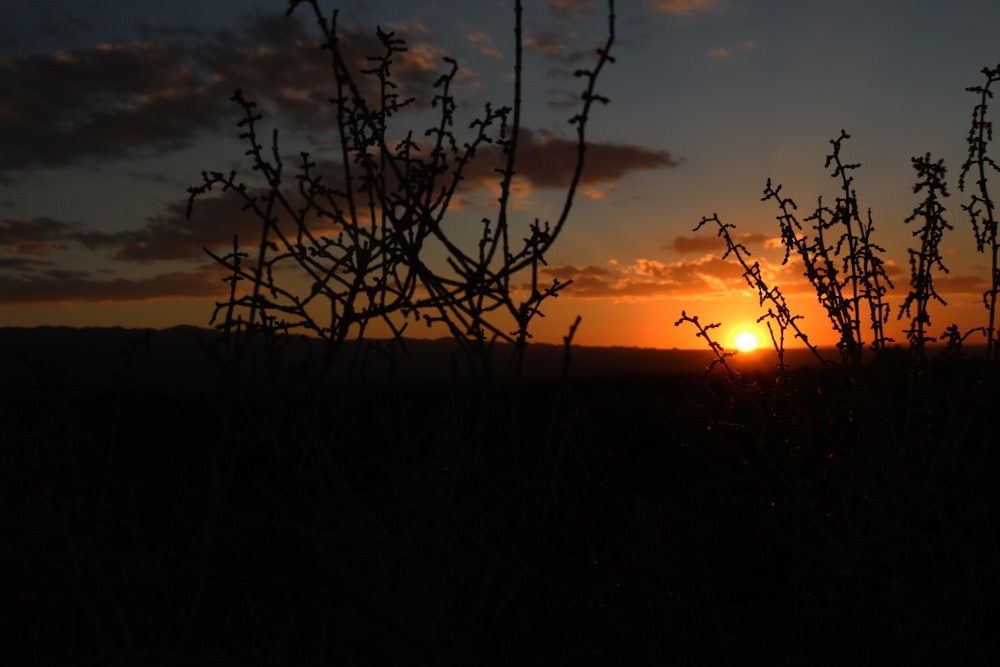 silhouette of plants during sunset