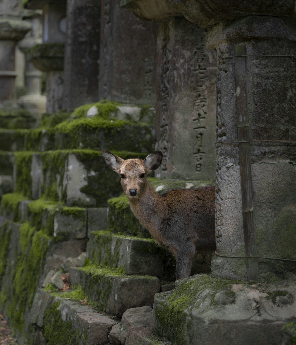 brown deer on gray concrete wall during daytime