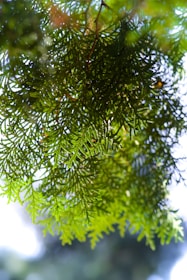 green leaves in close up photography
