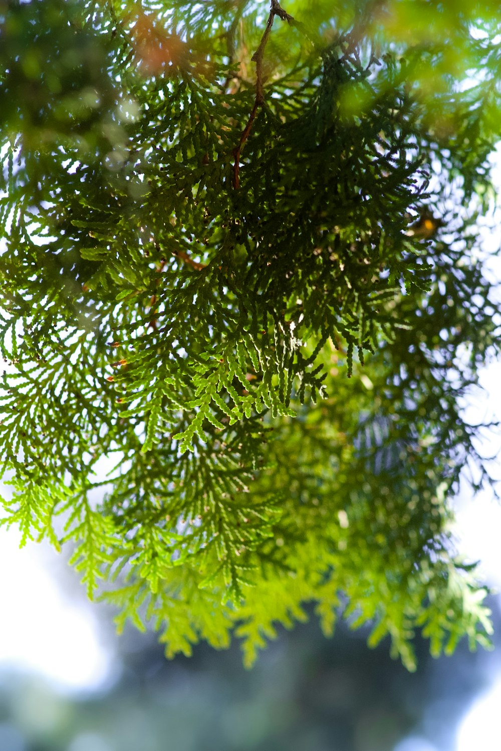 green leaves in close up photography