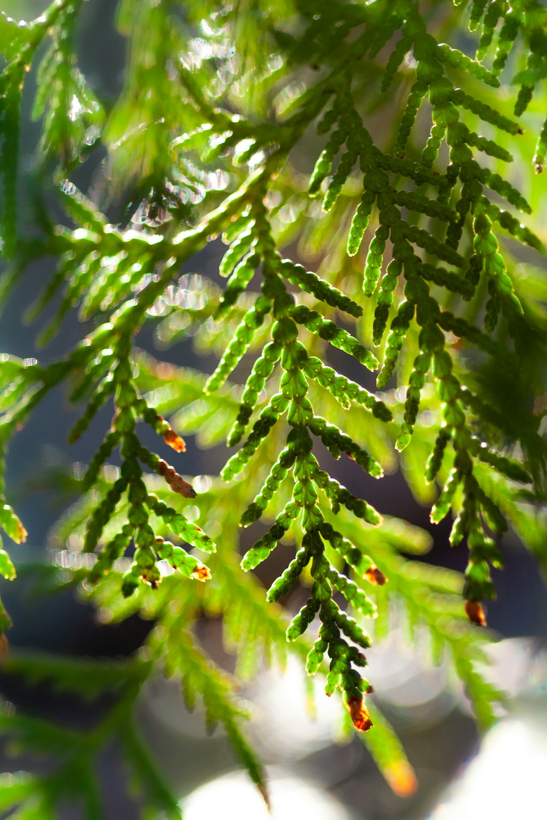 green fern in close up photography