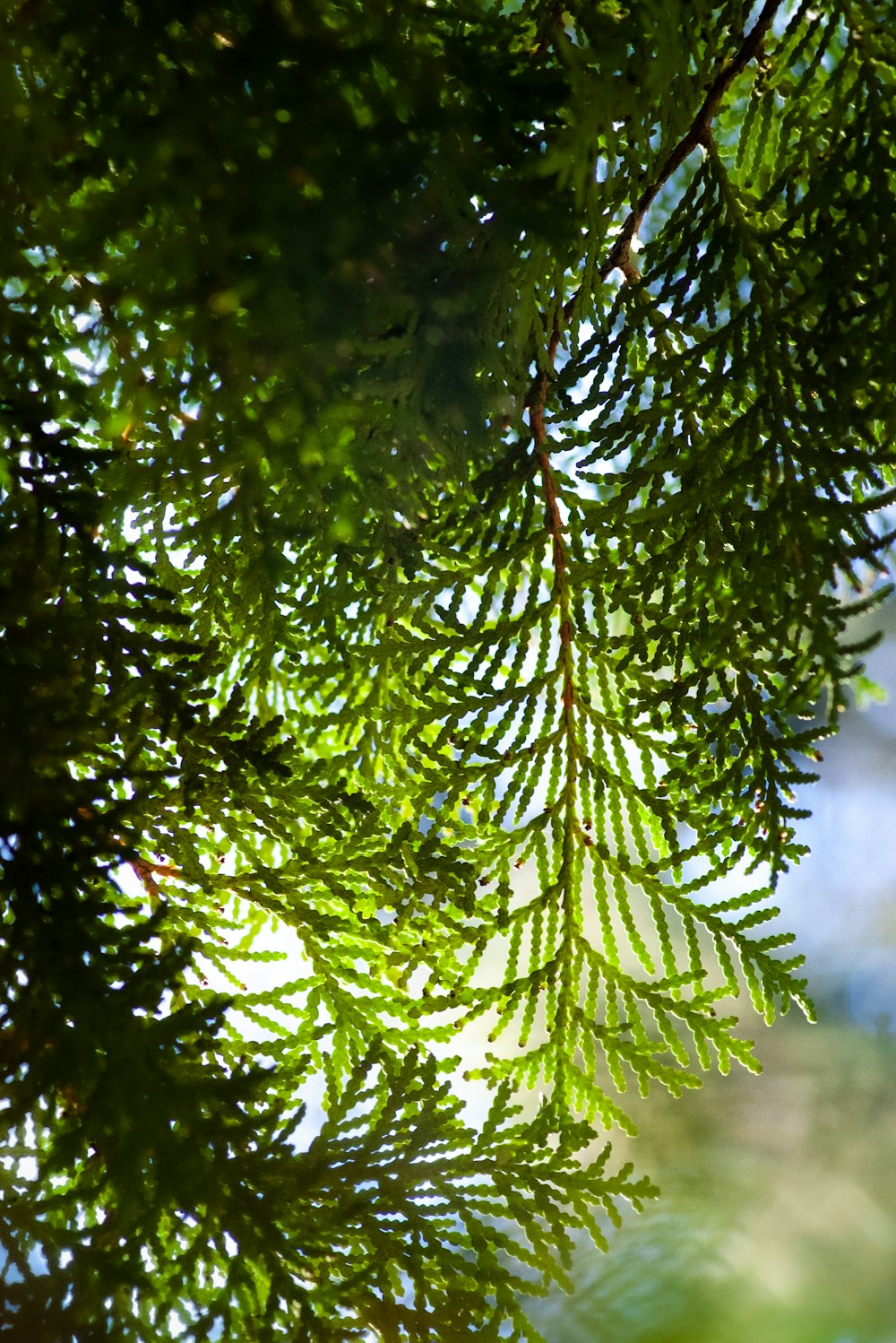 pino verde con goccioline d'acqua